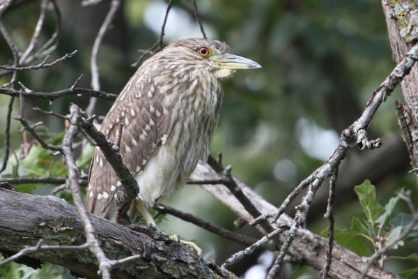 Immature Black-crowned Night-Heron