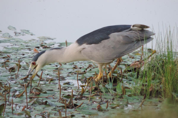 Black-crowned Night-Heron