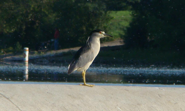 Black-crowned Night-heron