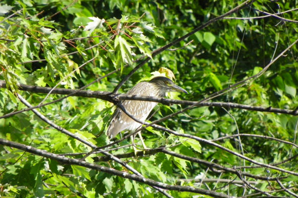 Immature Black-crowned Night-heron