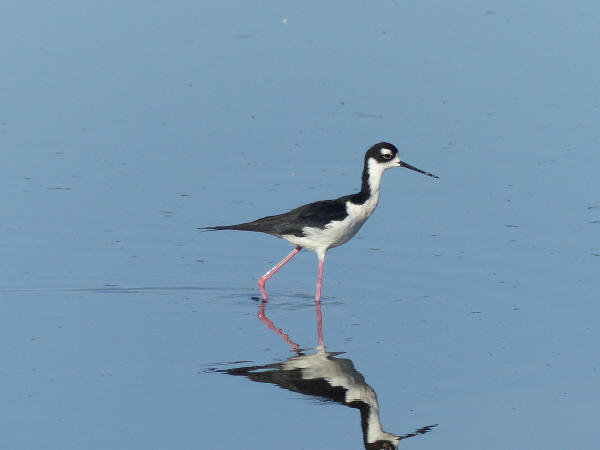 Black-necked Stilt