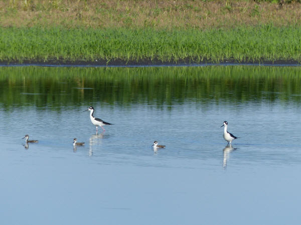 Black-necked Stilt family