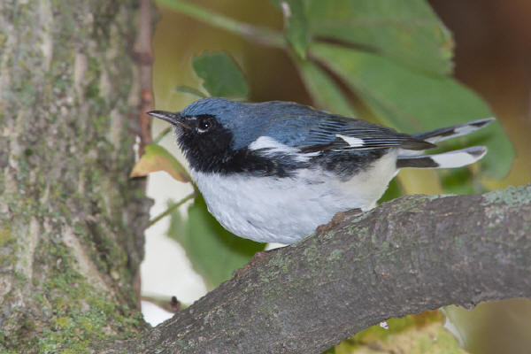 Black-throated Blue Warbler