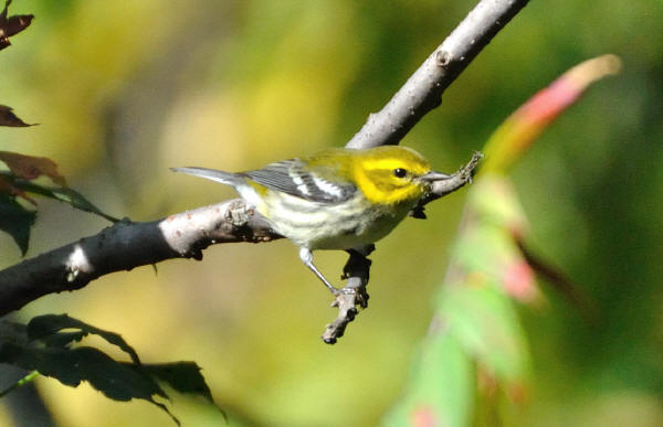 Black-throated Green Warbler - 09-28-13