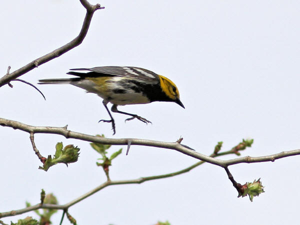 Black-throated Green Warbler