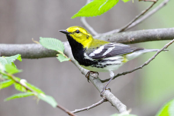 Black-troated Green Warbler 