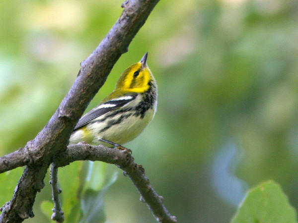 Black-throated Green Warbler