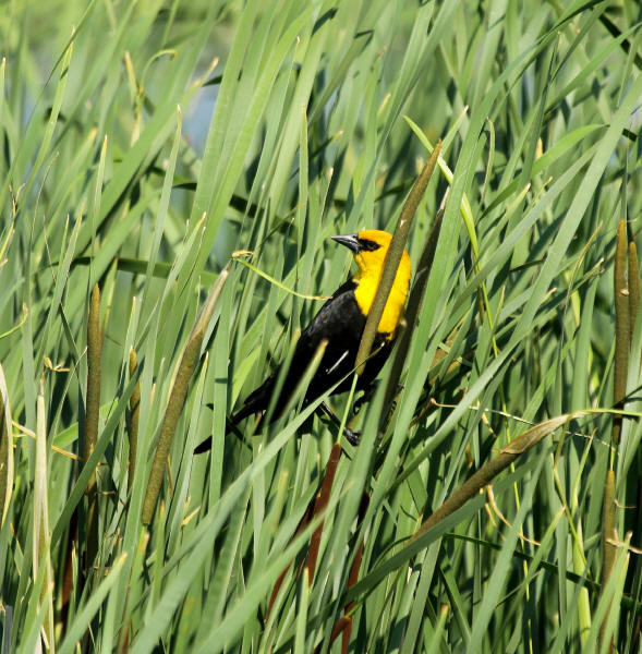 Yellow-headed Blackbird