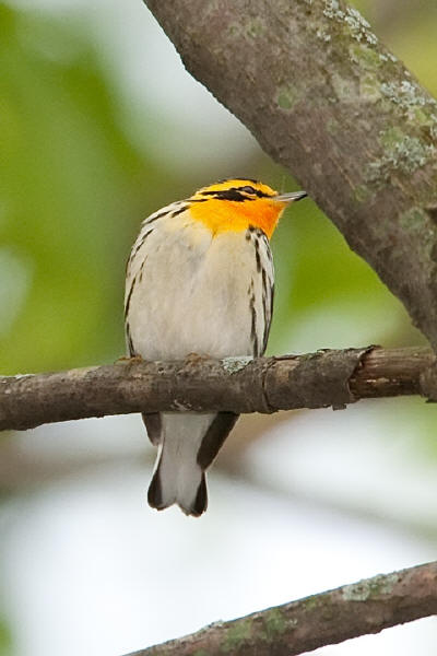 Blackburnian Warbler