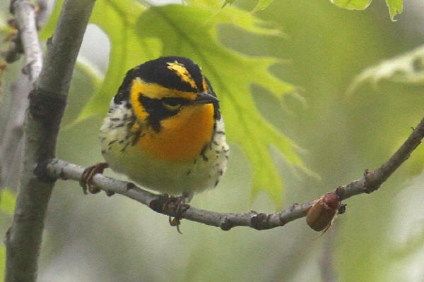 Blackburnian Warbler