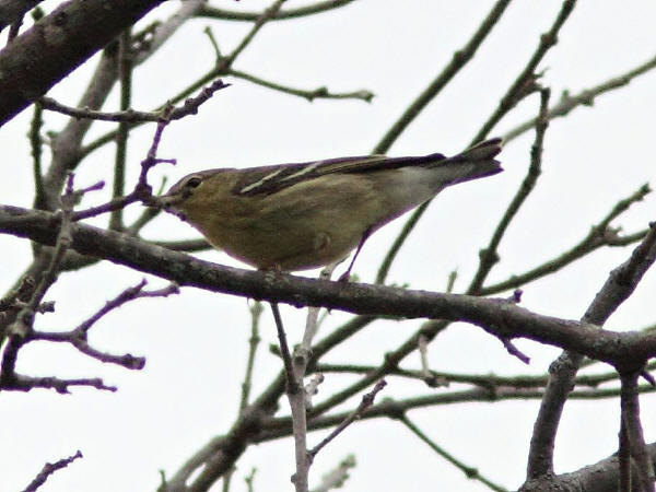 Blackpoll Warbler