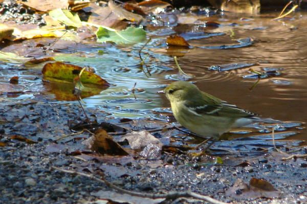 Blackpoll Warbler