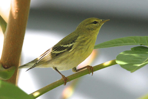 Blackpoll Warbler