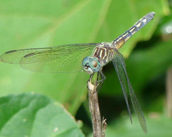 Blue Dasher Dragonfly