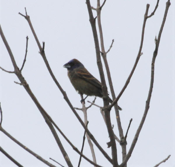 Blue Grosbeak