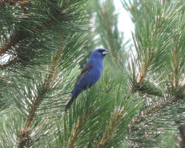 Blue Grosbeak