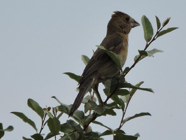 Female Blue Grosbeak