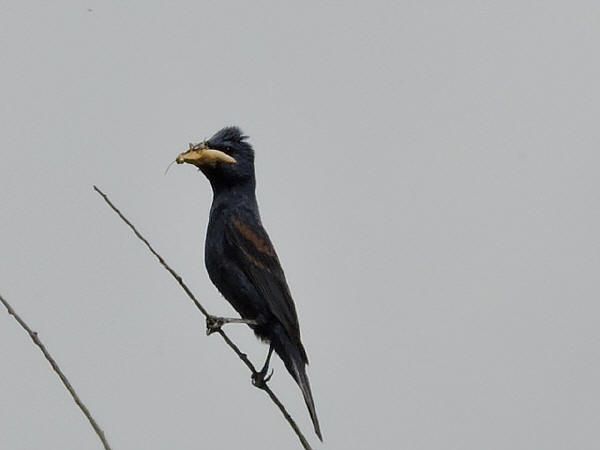 Male Blue Grosbeak