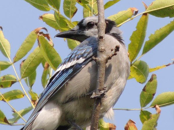 Blue Jay