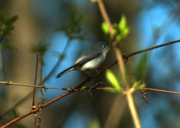 Blue-gray Gnatcatcher