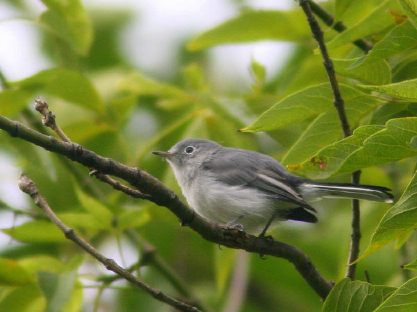 Blue-gray Gnatcatcher