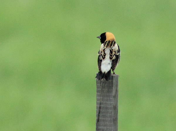 Bobolink