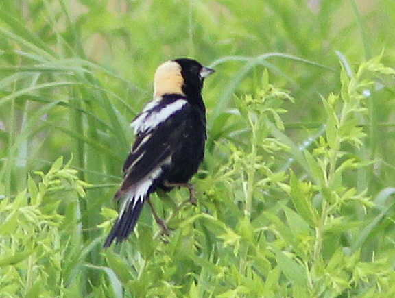 Bobolink