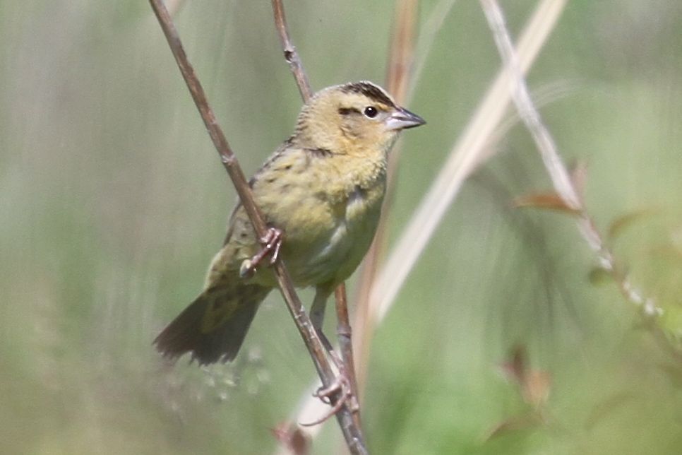 Bobolink female