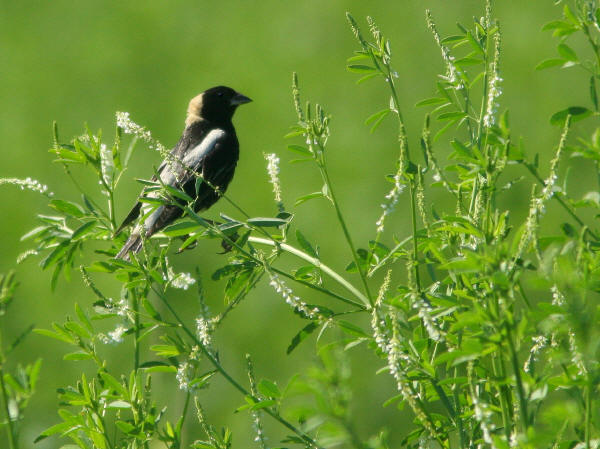 Male Bobolink