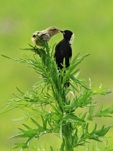 Bobolinks