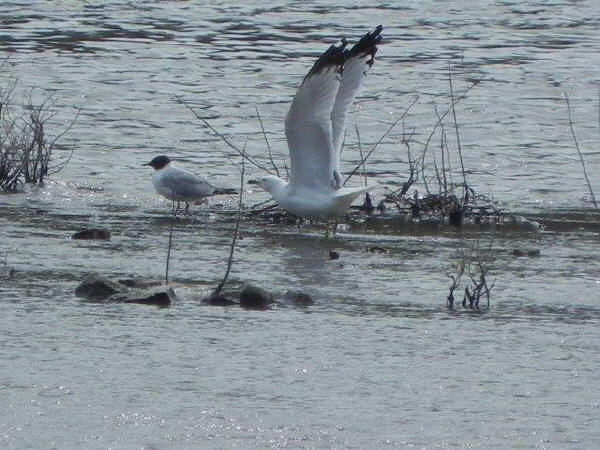 Bonaparte's Gull