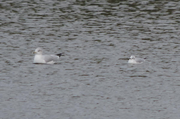 Bonaparte's Gull