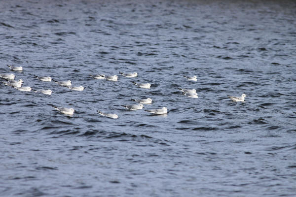 Bonaparte's Gulls