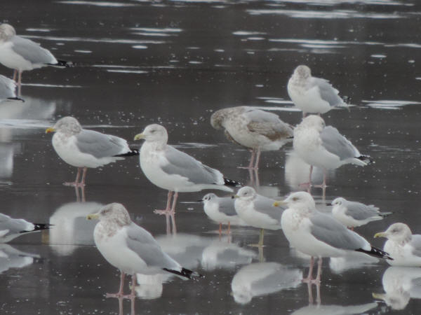 Bonaparte's Gulls