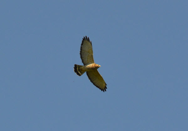 Broad-winged Hawk