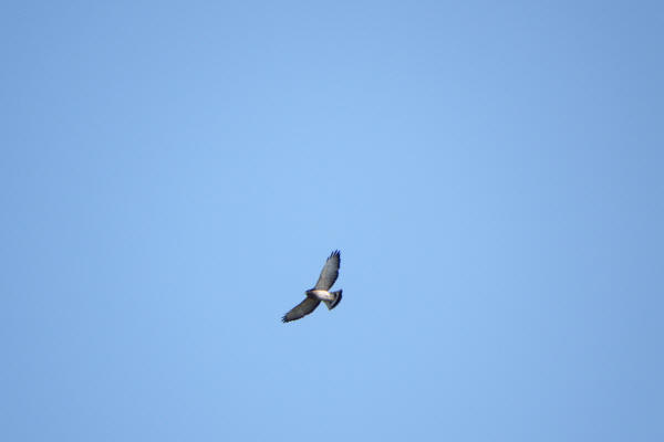 Broad-winged Hawk