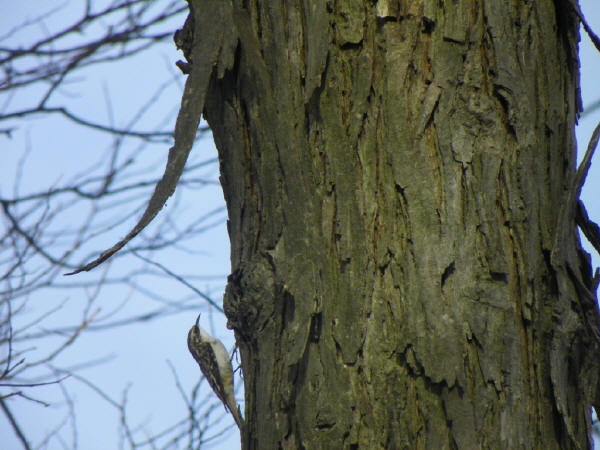 Brown Creeper