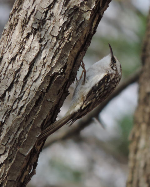 Brown Creeper