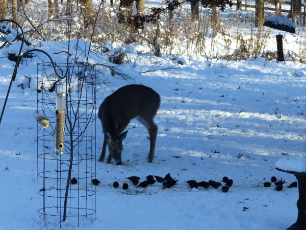 Brown-headed Cowbirds and deer