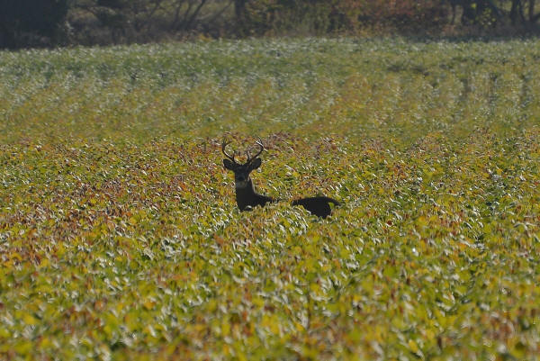 White-tailed Deer