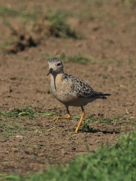 Buff-breasted Sandpiper