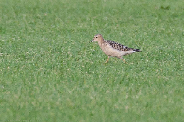 Buff-breasted Sandpiper