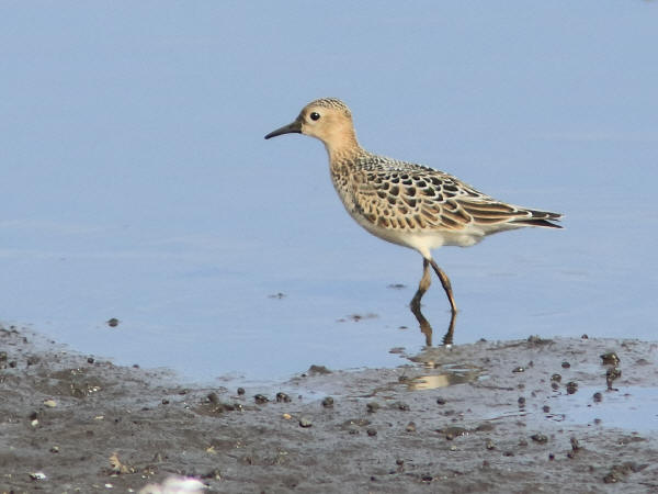 Buff-breasted Sandpiper