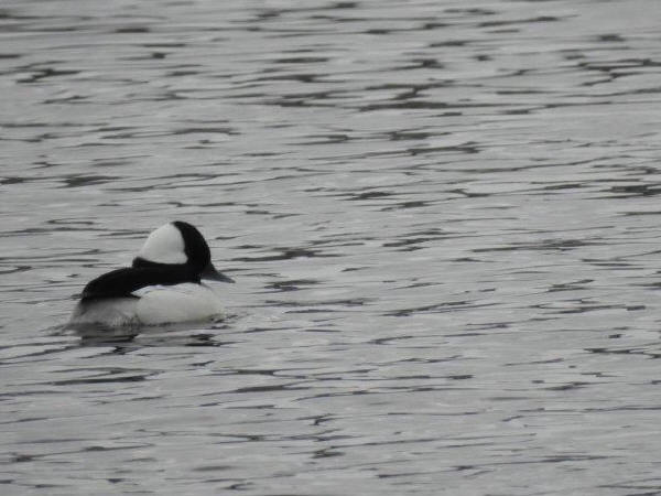 Bufflehead