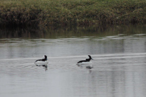 Buffleheads