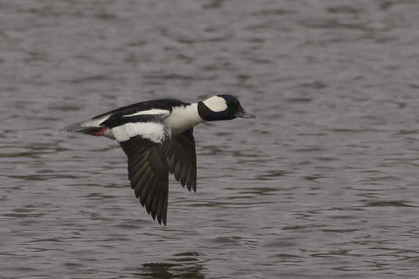 Male Bufflehead