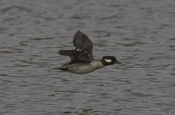 Female Bufflehead