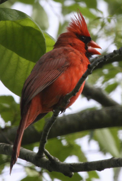 Northern Cardinal