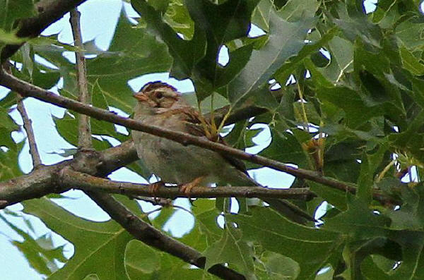 Clay-colored Sparrow