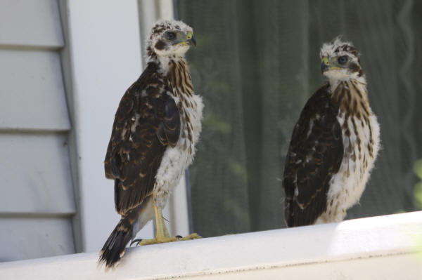 Cooper's Hawk juveniles